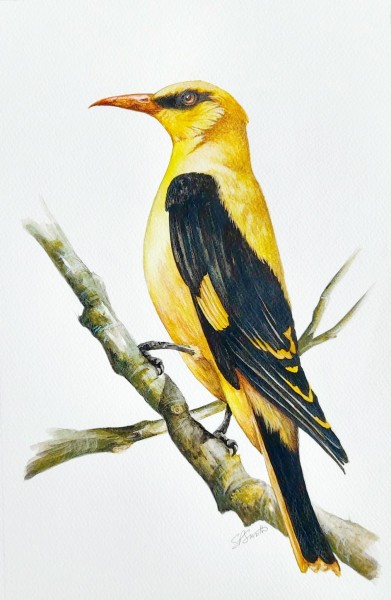 Golden Oriole